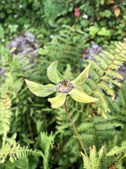 Codonopsis rotundifolia