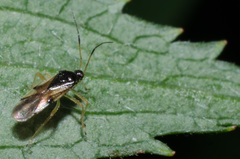 Bryocoris pteridis
