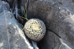 Mammillaria chionocephala