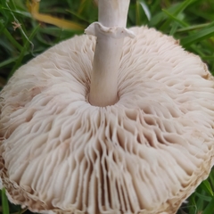 Chlorophyllum hortense