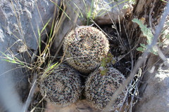 Mammillaria chionocephala