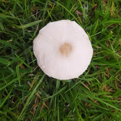 Chlorophyllum hortense