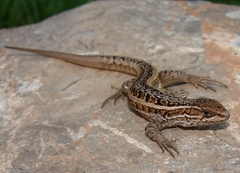 Liolaemus variegatus