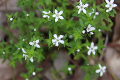 Orianthera serpyllifolia