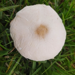 Chlorophyllum hortense