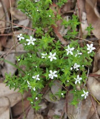 Orianthera serpyllifolia