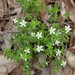 Orianthera serpyllifolia - Photo (c) Morgan Lythe, some rights reserved (CC BY-NC), uploaded by Morgan Lythe