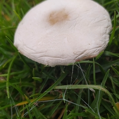 Chlorophyllum hortense