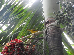 Ploceus princeps