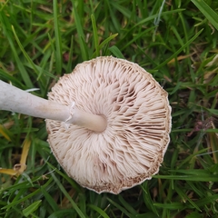 Chlorophyllum hortense
