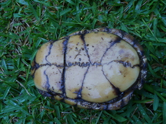 Terrapene carolina mexicana