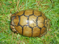 Terrapene carolina mexicana