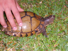 Terrapene carolina mexicana