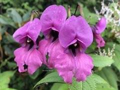 Impatiens sulcata
