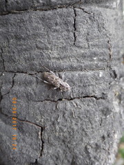 Xylotrechus nauticus