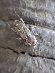 Xylotrechus nauticus