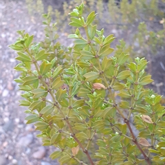 Larrea cuneifolia