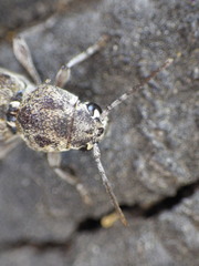 Xylotrechus nauticus