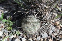 Rapicactus beguinii