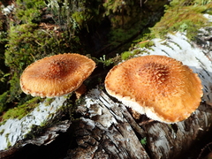 Leucopholiota lignicola