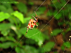 Araneus guttatus