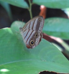 Magneuptychia harpyia