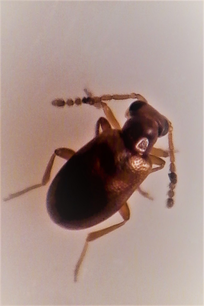 Zenascus roberti