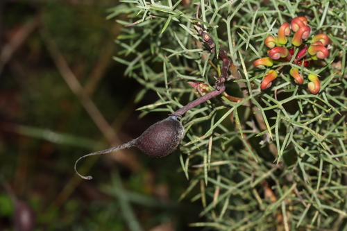 Image of Grevillea wilsonii by (c) Tim Hammer, some rights reserved (CC BY)