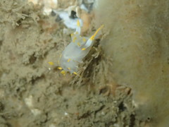 Polycera quadrilineata