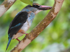 Halcyon malimbica dryas