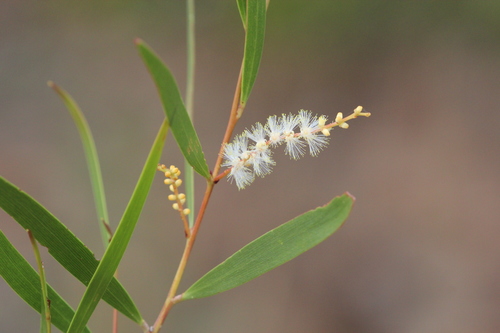 Acacia hyaloneura