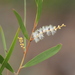 Acacia hyaloneura - Photo (c) Arthur Chapman, algunos derechos reservados (CC BY-NC-SA)