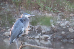 Ardea herodias
