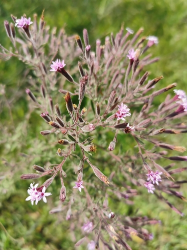 Image of Stevia viscida by (c) Juan Carlos Pérez Magaña, some rights reserved (CC BY-SA)