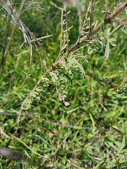 Stevia viscida