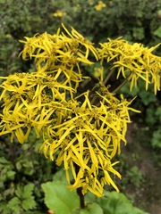 Ligularia amplexicaulis