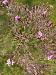 Stevia viscida