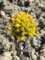 Draba aureola