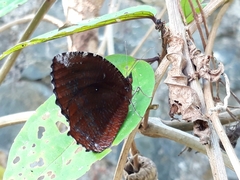 Elymnias hypermnestra hypermnestra