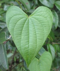 Dioscorea rosei