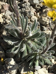 Draba aureola
