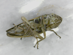 Amphigonalia