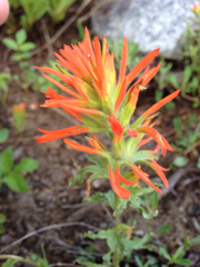 Castilleja applegatei viscida