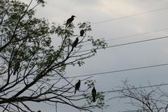 Nannopterum brasilianum