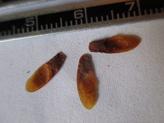 Dioscorea rosei