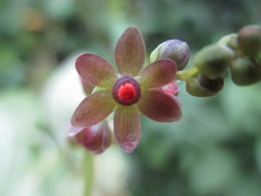 Dioscorea rosei