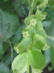 Dioscorea rosei