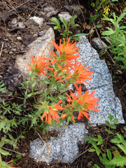 Castilleja applegatei viscida