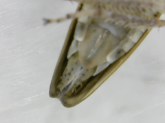 Amphigonalia