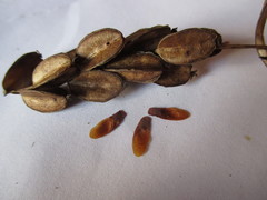 Dioscorea rosei